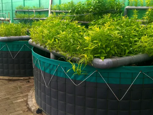 Aquaponics (Short Course)