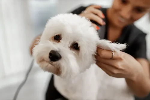 Woman caring for a cute white dog.