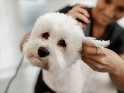 Woman caring for a cute white dog.