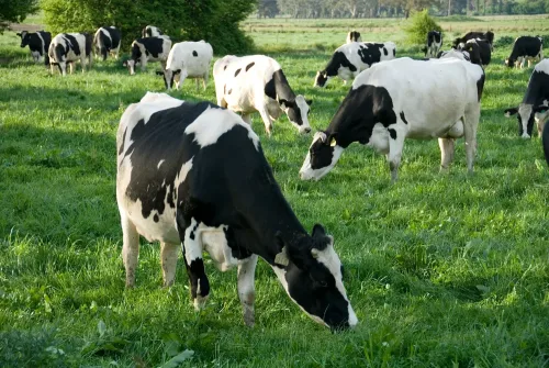 Dairy cows grazing in Australia.