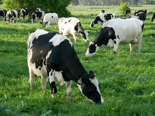 Dairy cows grazing in Australia.