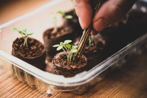Home Propagation (Beginner) Online Course