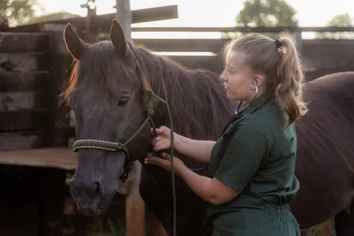 horse health course online.