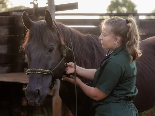 horse health course online.