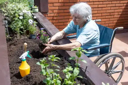 Elderly women having gardening therapy.