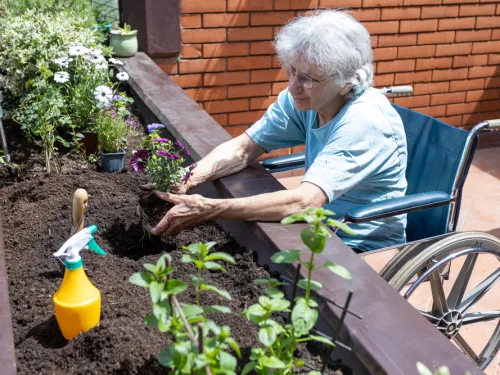 Elderly women having gardening therapy.