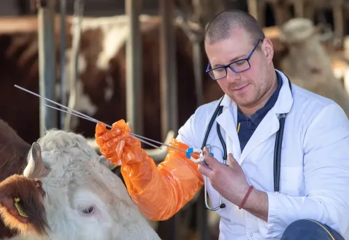 Vet practicing artificial insemination with a cow.
