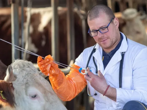 Vet practicing artificial insemination with a cow.