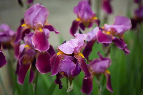 Close-up,Of,Purple,Iris,Flowers.,Lots,Of,Irises.,Large,Cultivated.