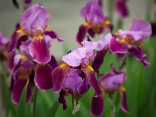 Close-up,Of,Purple,Iris,Flowers.,Lots,Of,Irises.,Large,Cultivated.