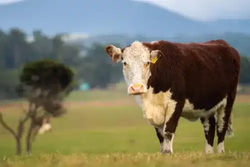 Poll Hereford Cow in Australia