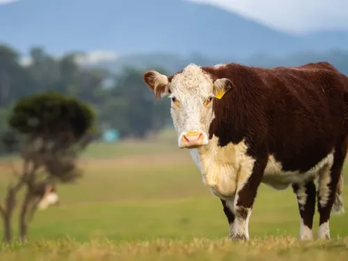 Poll Hereford Cow in Australia