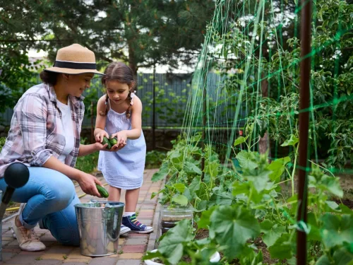 Short Course in Fruits and Vegetables
