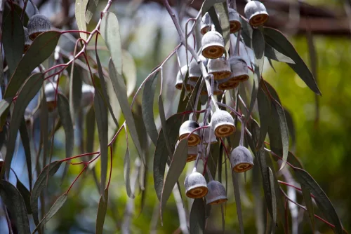 Stunning,Eucalyptus,Caesia,,Silver,Princess,Or,Gungurru.