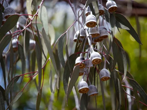 Stunning,Eucalyptus,Caesia,,Silver,Princess,Or,Gungurru.