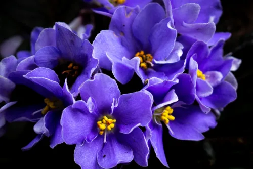African,Violet,Flowers,(saintpaulia) Close-up,,Blossoming.
