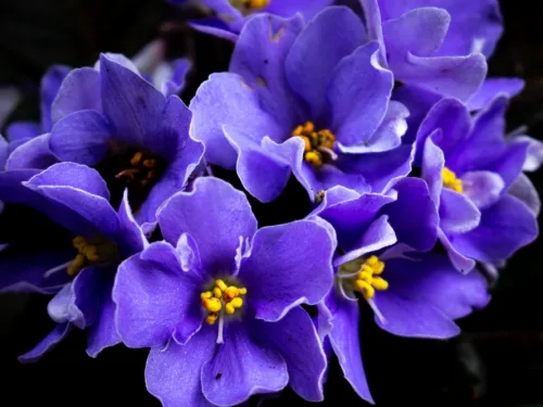 African,Violet,Flowers,(saintpaulia) Close-up,,Blossoming.