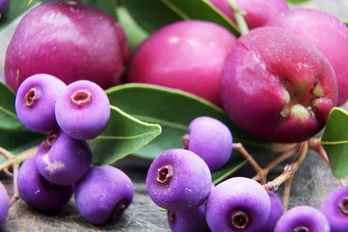 A,Closeup,Of,The,Berries,Of,Acmena,Smithii,Minor.