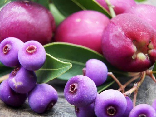 A,Closeup,Of,The,Berries,Of,Acmena,Smithii,Minor.