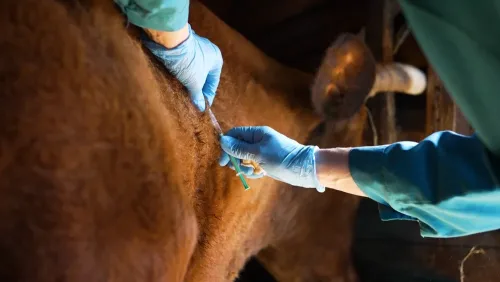 vet taking blood from a cow.