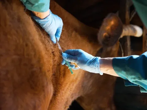 vet taking blood from a cow.