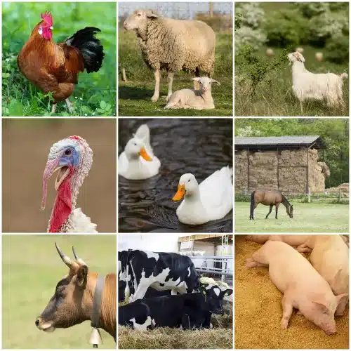 Advanced Certificate in Animal Husbandry Online Course