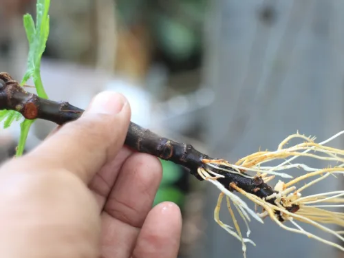 Learn to grow plants from cuttings with out cutting propagation course.