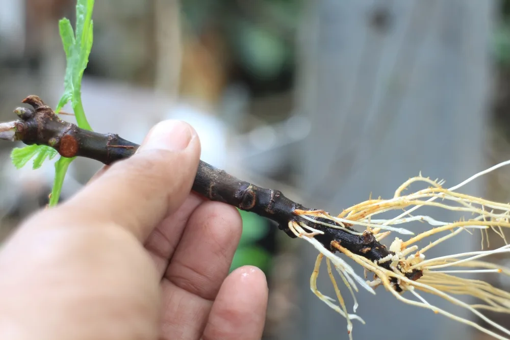Learn to grow plants from cuttings with out cutting propagation course.