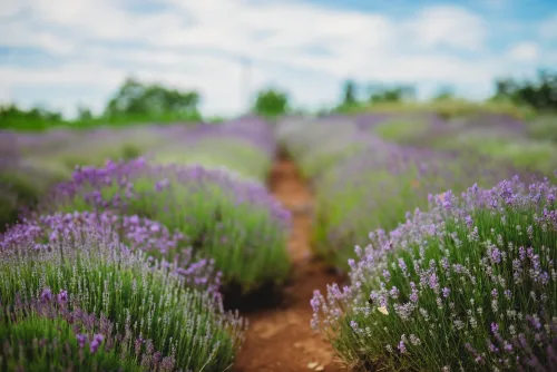 Lavender,Flowers,Over,A,Summer,Purple,Lavender,Field.