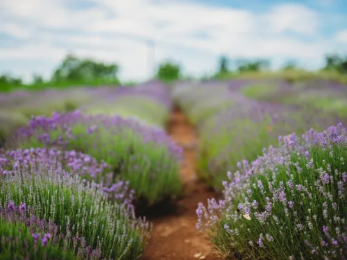 Lavender,Flowers,Over,A,Summer,Purple,Lavender,Field.