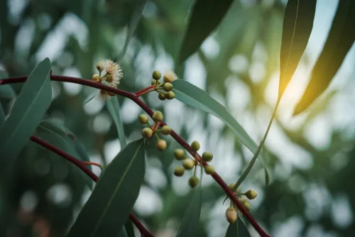 Eucalyptus Gum Nuts. Branch Eucalyptus Tree.