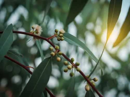 Eucalyptus Gum Nuts. Branch Eucalyptus Tree.
