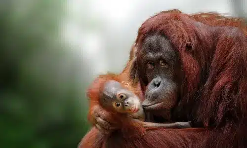Orangutan baby and mother.