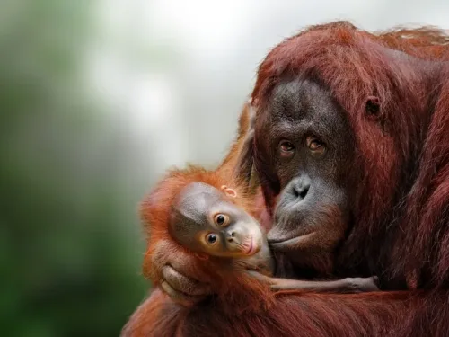 Orangutan baby and mother.