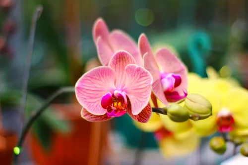 Photo,Of,Doritaenopsis,Orchid.,Doritaenopsis,Orchids,Are,Native,To,Southeast.