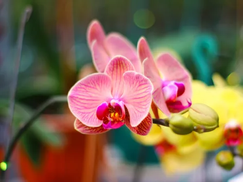Photo,Of,Doritaenopsis,Orchid.,Doritaenopsis,Orchids,Are,Native,To,Southeast.