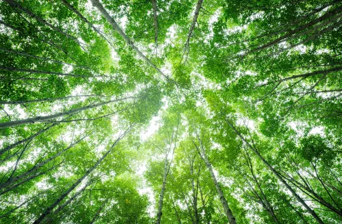 Plant Ecology Online Course