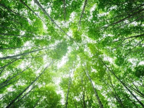 Plant Ecology Online Course