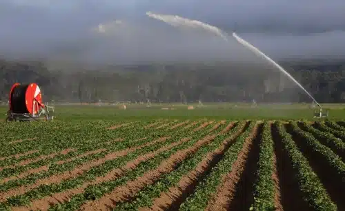 Potato field being irrigated in Tasmania.