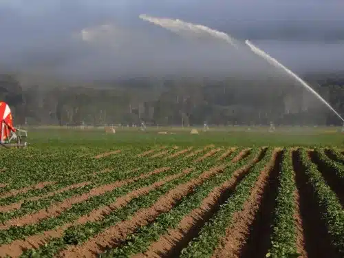 Potato field being irrigated in Tasmania.