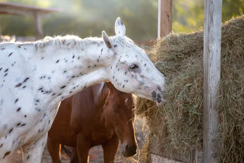 Advanced Certificate in Equine Studies Online Course