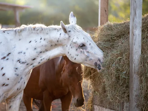 Advanced Certificate in Equine Studies Online Course