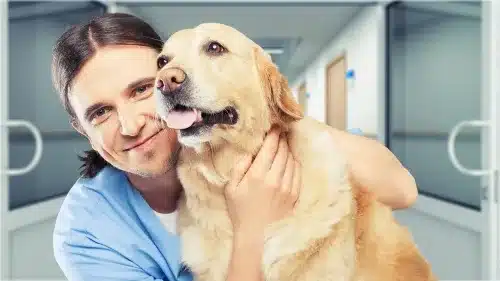 Animal Health Care Online Course (Foundation Vet Nursing) Online Course