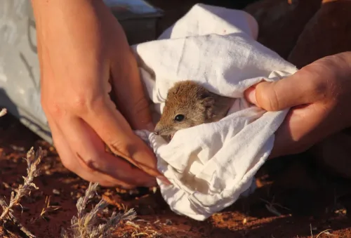 wildlife being cared for.