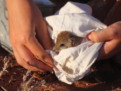 wildlife being cared for.
