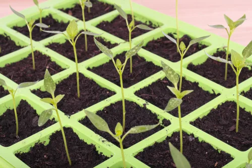 Learn to grow from seed with our Seed Propagation Course Online.