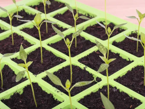 Learn to grow from seed with our Seed Propagation Course Online.