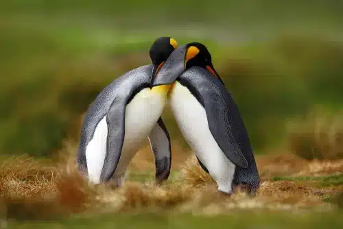 Animal Behaviour Course Online
