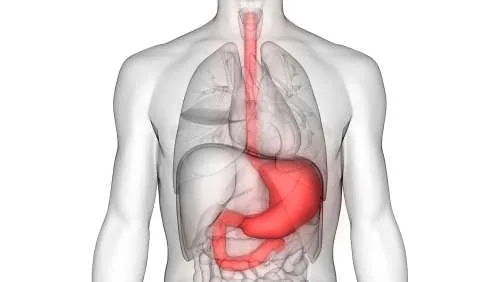 Anatomy and Physiology