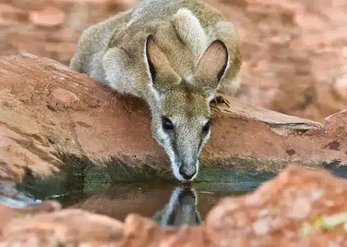 wallaby drinking at waterhole in red rock.